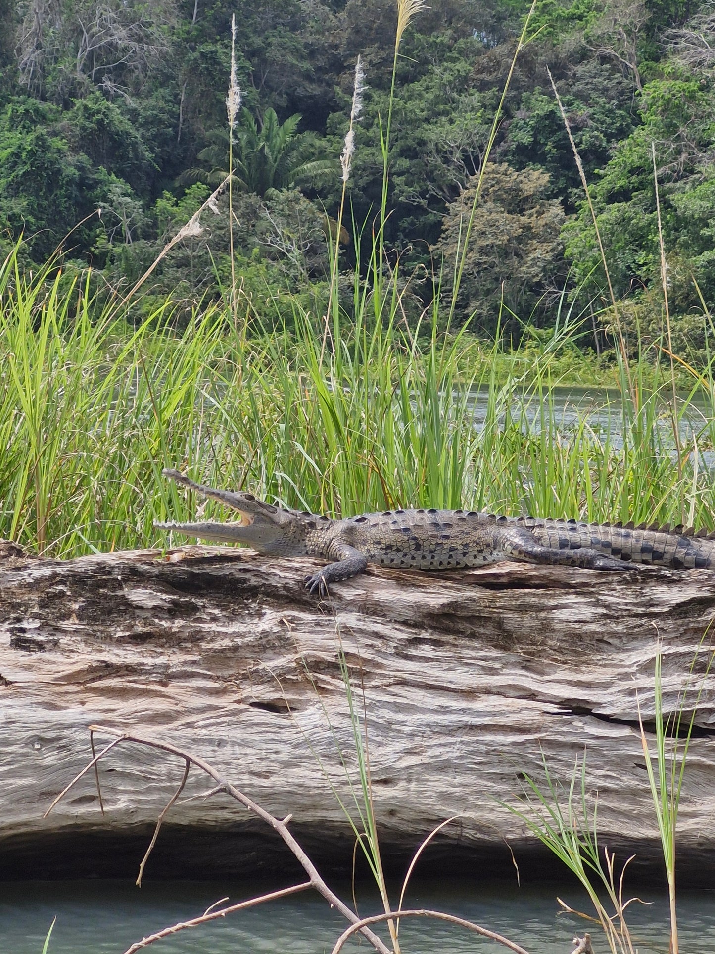 Tour a la Isla de los Monos